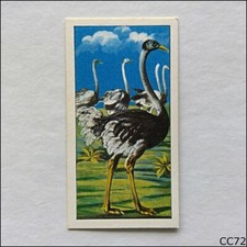 Ching Do You Know #8 Ostrich Speed 1962 Cigarette Card (CC72)