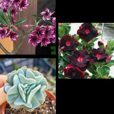 2 Rosa Del Desierto Adenium Obesum Y 1 Echeveria De Regalo - Image 1 of 2