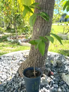 CHERIMOYA (PINEAPPLE) (ANNONA CHERIMOLA/CUSTARD APPLE) NOT GRAFTED RARE SEEDLING - Picture 1 of 13