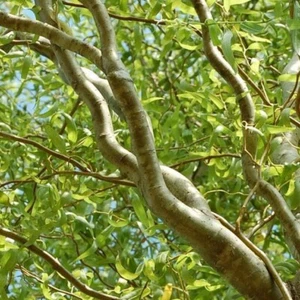 Corkscrew Willow Tree 3-4ft Tall Now Live Tree - Picture 1 of 3