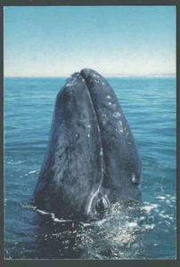 Ca 1975 PPC Baby Gray Whale Nursery At Pacific Coast Hoping To Save Them Mint - Bild 1 von 1