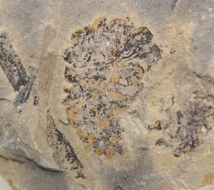 Pflanze, Equisetites arenaceus, Trias, Keuper, Werneck b. Schweinfurt, D-eb8460 - Picture 1 of 5