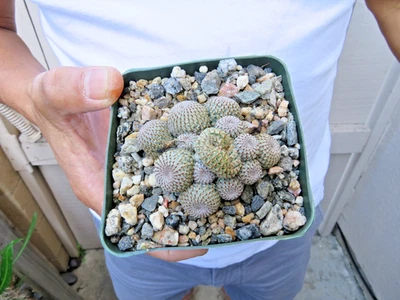 Rebutia Heliosa Cactus clump - Image 1 of 4