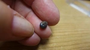 GEOLOGICAL ENTERPRISES Pennsylvanian fossil ammonite Imitoceras grahamense TX. - Picture 1 of 5