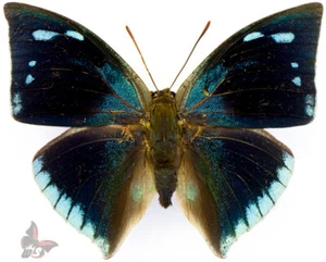 Anaea xenócrates, mariposa sin montar - Imagen 1 de 1