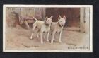 BULL TERRIERS Vintage 1925 Dog Painting Card 