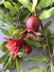 100 Wonderful Pomegranate Cutting From Mature Plant. Free US  Shipping - Picture 1 of 3