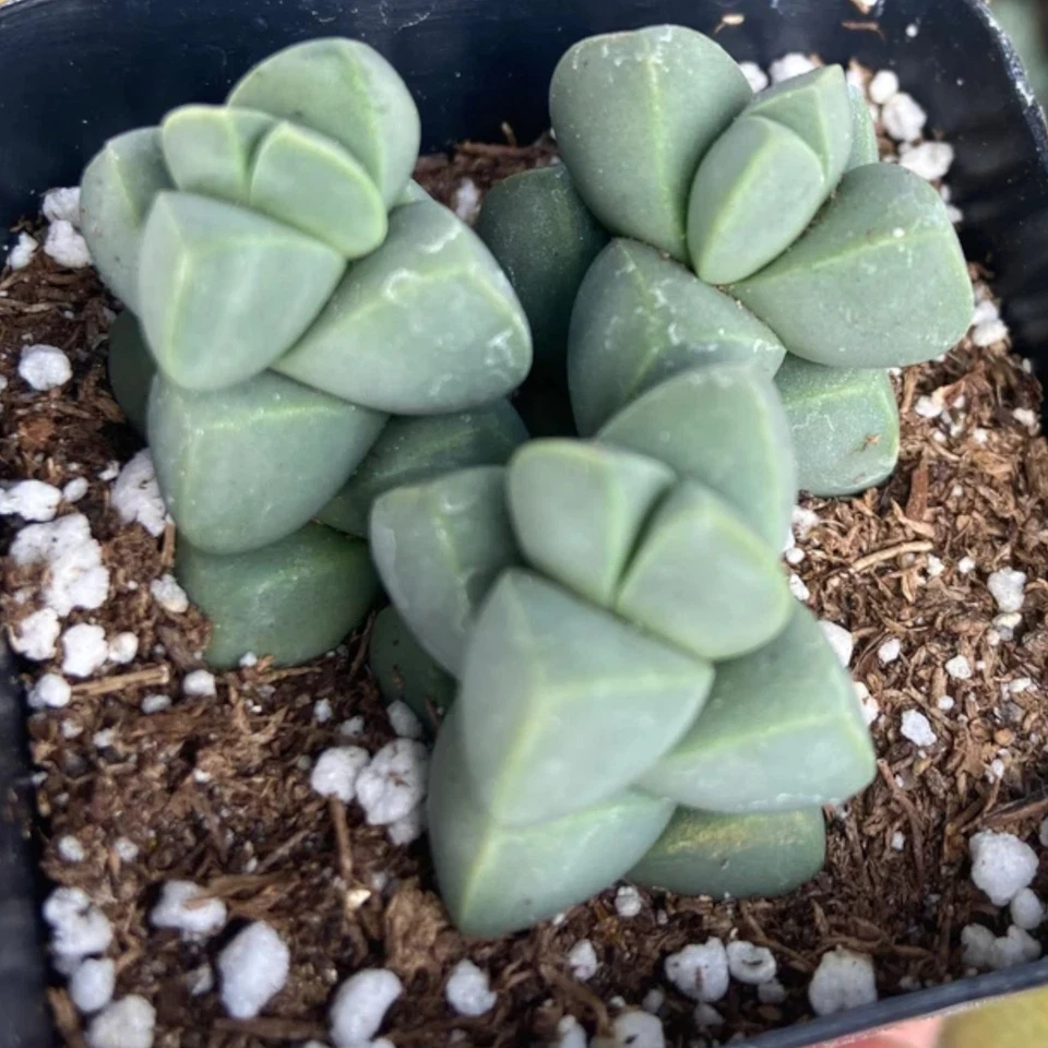 1 Live Crassula Pyramidalis – 2 Inch Pot – Stacked Geometric Succulent Plant - Image 1 of 4