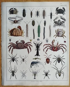 Krebs Krabbe Spinne # Oken Großer Originaldruck Koloriert  Folio # 1843 - Picture 1 of 2