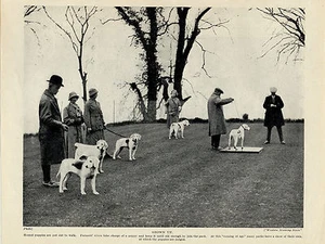 HARRIER HUND PACK WELPENSHOW BEURTEILEN ALTES ORIGINAL 1934 HUNDEDRUCK - Bild 1 von 1