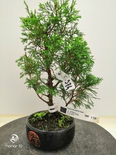 Bonsai di Ginepro itoigawa h. 29 cm Visita il mio negozio!