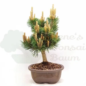 BONSAI Japanische Zwerg-Schwarzkiefer 'Pinus thunbergii' inkl. Schale. - Bild 1 von 5