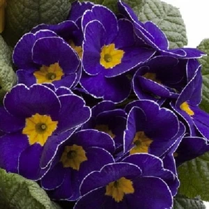 15+ Blue Picotee Megan Primrose Flower Seeds / Perennial / Primula - Picture 1 of 1