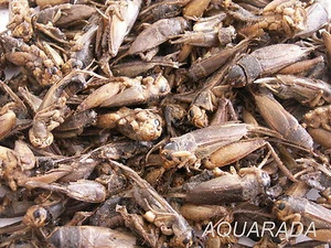 1Liter Grillen Grashüpfer Heuschrecken Futterinsekten Reptilien Fischfutter  - Bild 1 von 1