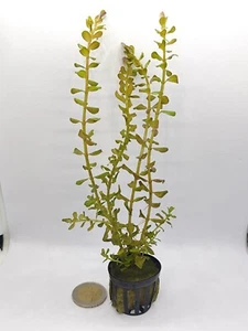 Rotala Rotundifolia - 5 Tallos - Planta Natural Acuario  - Imagen 1 de 5