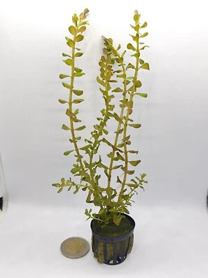 Rotala Rotundifolia - 5 Tallos - Planta Natural Acuario  - Imagen 1 de 4