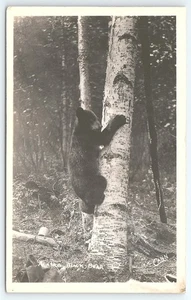 Postcard RPPC Alaska Black Bear Climbing a Tree - Picture 1 of 3