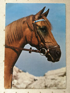 AK Postkarte Pferde, Verlag Korsch 5996, Fuchskopf