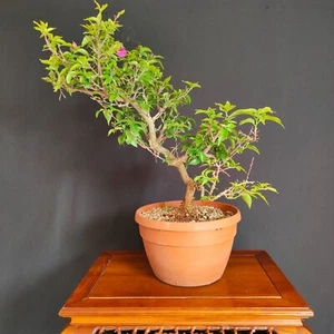 PRE BONSAI DI BOUGANVILLEA SANDERIANA FUCSIA - Foto 1 di 4