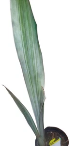 Sansevieria Manolin snake plant variegated - Picture 1 of 2
