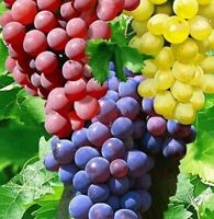 Champanel Grape 3 Gal Live Healthy Vine Plants Vines Plant Sweet Grapes Vineyards Natural Antioxidants Healthy Living