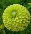 100 ZINNIA GIANT ENVY SEEDS - BEAUTIFUL LARGE LIME GREEN FLOWERS - 100 SEEDS 