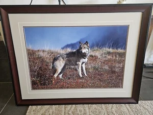Thomas Mangelsen "The Scout" #2890 L/E Print 277/3500 - Picture 1 of 5