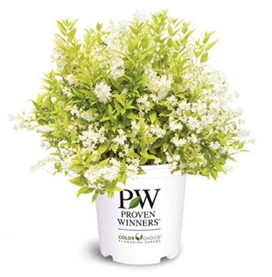 Ganadores probados Deutzia Gracilis Chardonnay Perlas chardonnay Perlas Deutzia Sh Foto 1 de 4