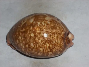 CYPRAEA MAPPA DARK PATTERN, ELONGATE SPIRE - Picture 1 of 2