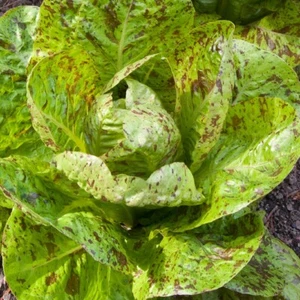 1/4 Pfund Sommersprossen Römersalat Samen - Everwilde Farms Mylar Samen Paket - Bild 1 von 2