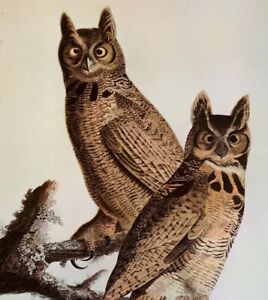 John James Audubon Birds Great Horned Owl Vintage Art Print Book Plate 412