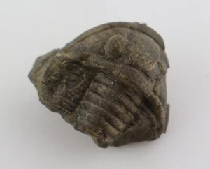 Trilobit, Cornuproetus cornutus, Devon, Eifel, Gees, Eifel, Germania -L259 - Foto 1 di 5