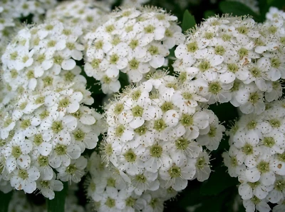 SEEDVILLE USA 50 White CHINESE SPIREA Spiraea Chinensis Flower Bush Shrub Seeds