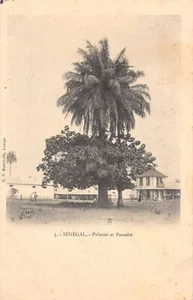 Senegal - Palm tree and Parasite - Publ. R.P. Marichelle in Loango (French Congo - Picture 1 of 2