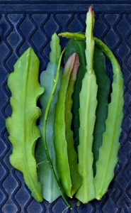6) Mystery Epiphyllum Orchid Cactus Cuttings, Mixed colors, Assorted - No Names - Picture 1 of 12
