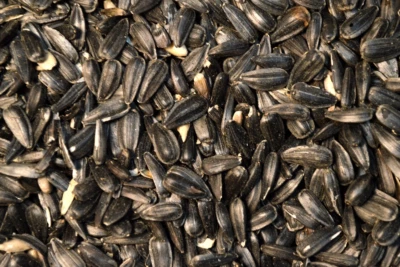 Black OIL SUNFLOWER Seed Feed Wild Song Bird Food Microgreens Midwest Grown USA