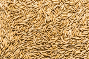 Semilla de avena orgánica no transgénica Thunder Acres - Imagen 1 de 4