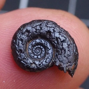 15 mm Amonita Hematita Marruecos Jurásico Fósil Amonitas 2281 - Imagen 1 de 9