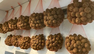 贝壳有机黑胡桃 - 90 胡桃 - Appox。 3 磅 — 第 1/3 张图片