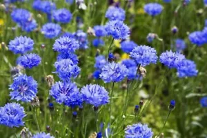 Fiordaliso blu nano -+ 50 semi - semi - semi - semi - ed 052 - Foto 1 di 1