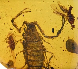Mosca de agarre de escorpión detallada, inclusión de insectos fósiles en ámbar birmano - Imagen 1 de 5