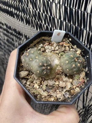 Gymnocalycium spegazzinii v.unguispinum cristata cactus seedgrowth WYSIWYG - Image 1 of 4