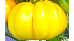 15 Yellow Accordian Tomato Seeds Sale 2025 Germination Photo + Get a Free Gift - Picture 1 of 3