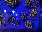 Sunny D  Zoa Zoanthid Coral Frag - Not Sps Lps Soft
