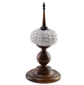 Real White Sea Urchin Shell on Mahogany Wood Stand 9.50" Nautical Beach Figurine - Picture 1 of 1