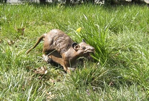 3D Ziel Bogensport Zielscheibe Bogenziel 3D-Tier Ratte farbig - Bild 1 von 1