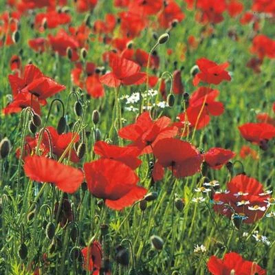Poppy Single Red Seeds Grow Your Own Flowers Borders Simply Garden - Image 1 of 2