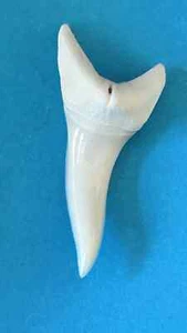 ABSOLUTE HUGE 1ST GRADE GENUINE MAKO SHARK TEETH 38 MM + - Picture 1 of 4