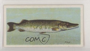 1904 ITC of Canada Fishes of the World Tobacco Pike z6d