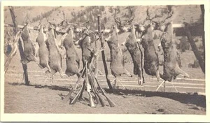 Salmon Idaho RPPC Deer Hunting Scene at Frank Allison Ranch early 1900s - Picture 1 of 2